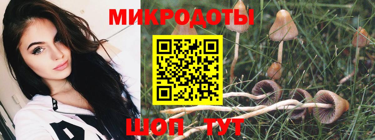 Сертолово  Псилоцибиновые грибы Cubensis  Псилоцибиновые грибы прущие грибы  Вход с VPN 